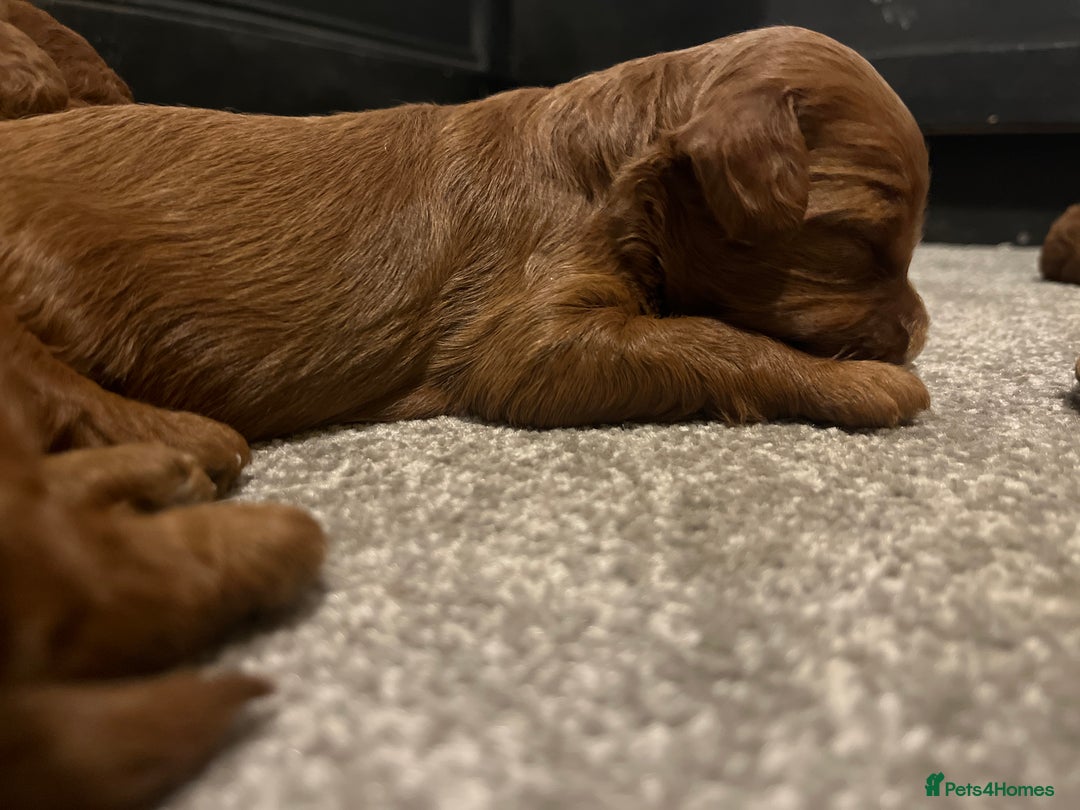 Labradoodle dogs for sale: Labradoodles for sale  - Image 14