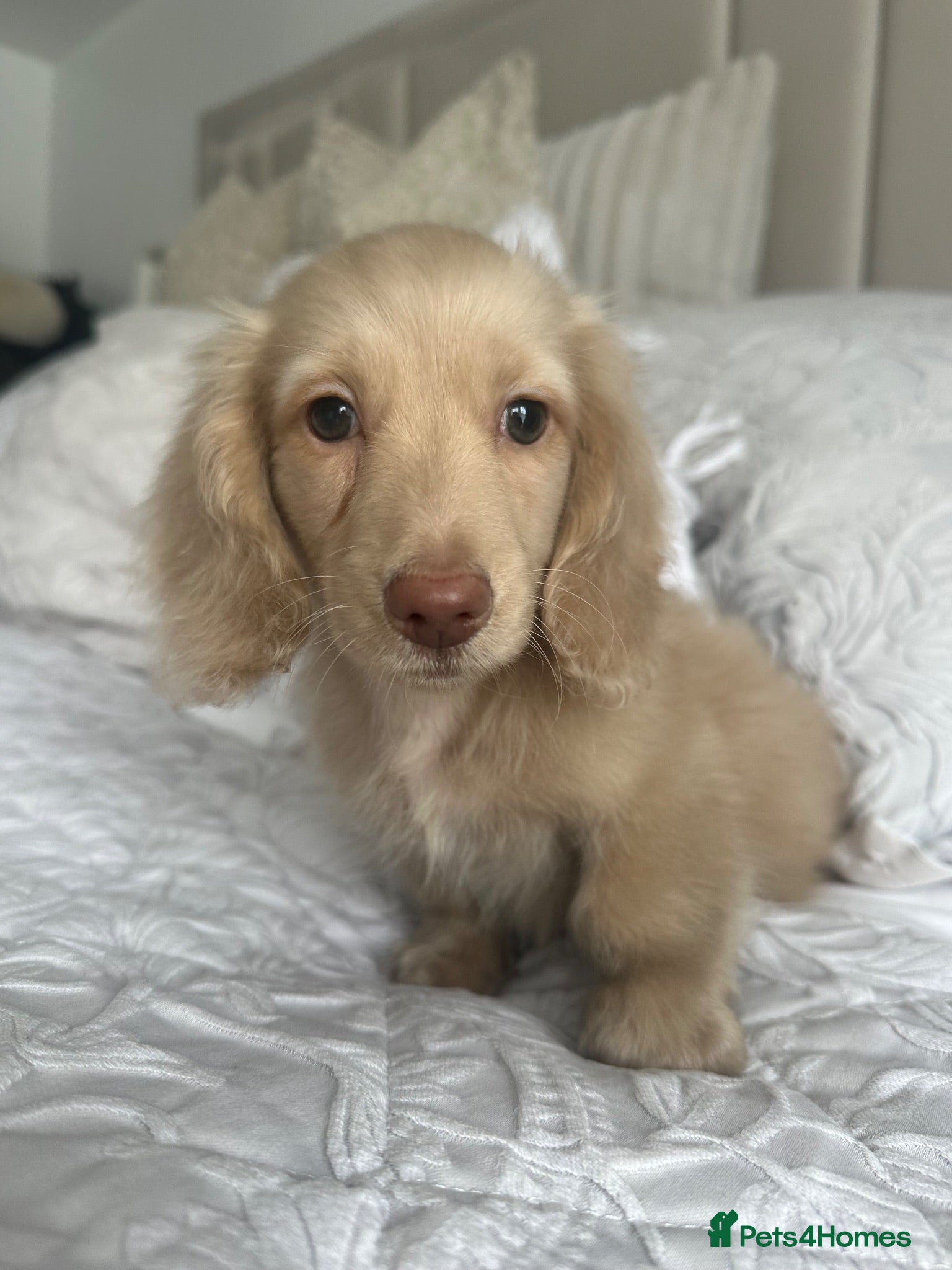 Miniature Dachshund dogs 👑CREAM LONG HAIRED DACHSHUNDS 👑 - Advert 2