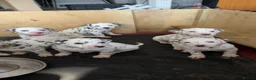 Dalmatian dogs for sale: Dalmatian puppies  in Newry - Advert 8