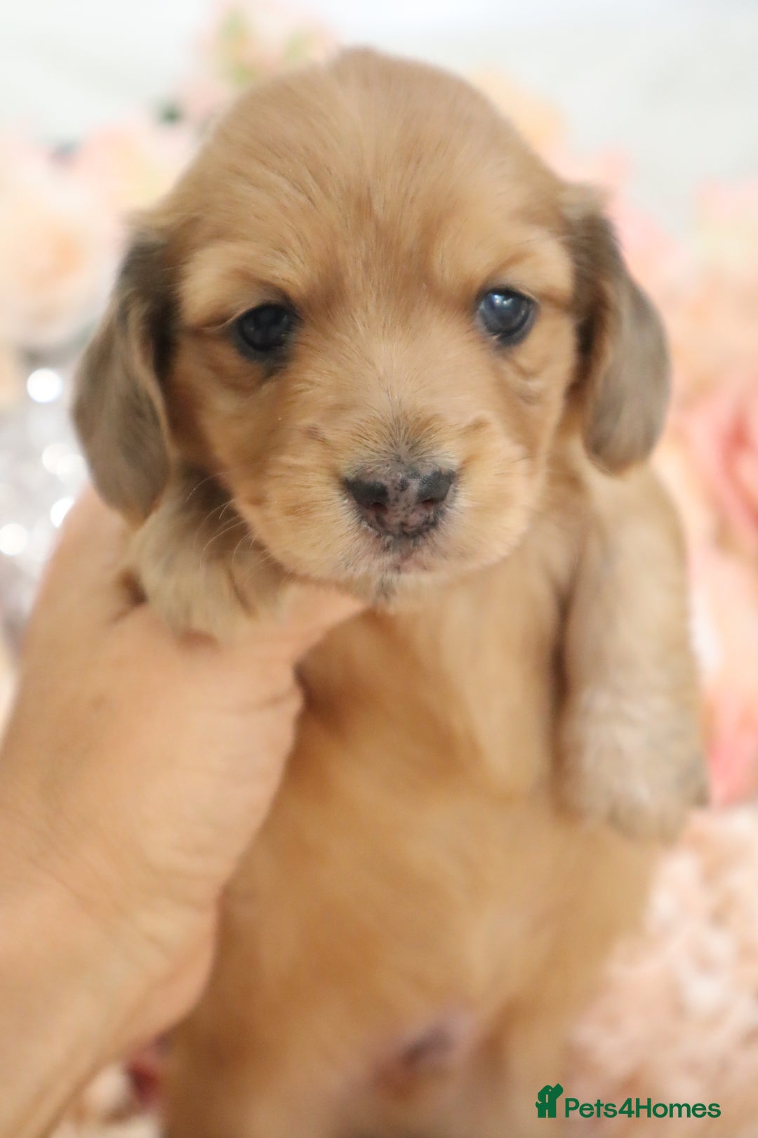 Miniature Dachshund dogs for sale: KC Registered Miniature Dachshund Puppies - Image 23
