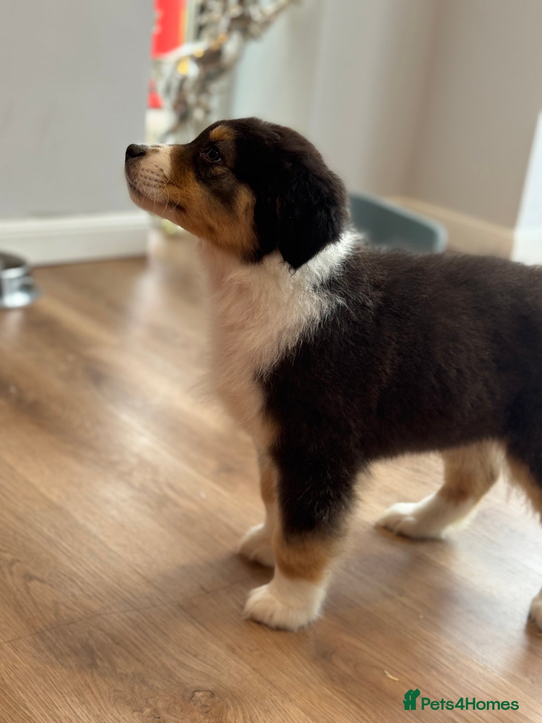 Australian Shepherd dogs for sale: 2 KC registered girl Australian Shepard puppy! - Advert 13