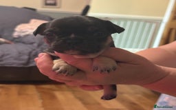 French Bulldog dogs for sale: Adorable French bulldogs puppies-ready soon - Image 3