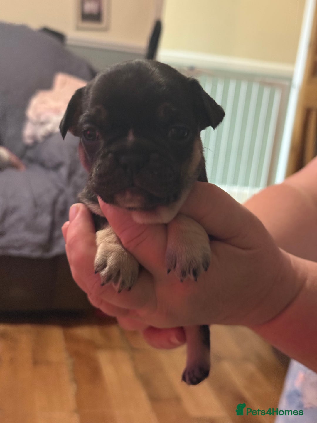 French Bulldog dogs for sale: Adorable French bulldogs puppies-ready soon - Image 3