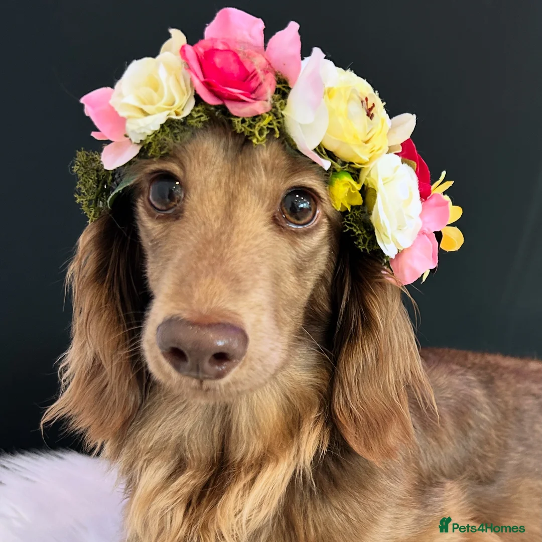 Miniature Dachshund dogs for sale: Chocolate, Cream & Dapple - 5 star Breeder  - Advert 1