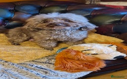 Toy Poodle dogs for sale: Gorgeous chocolate tiny toy poodles  - Image 2