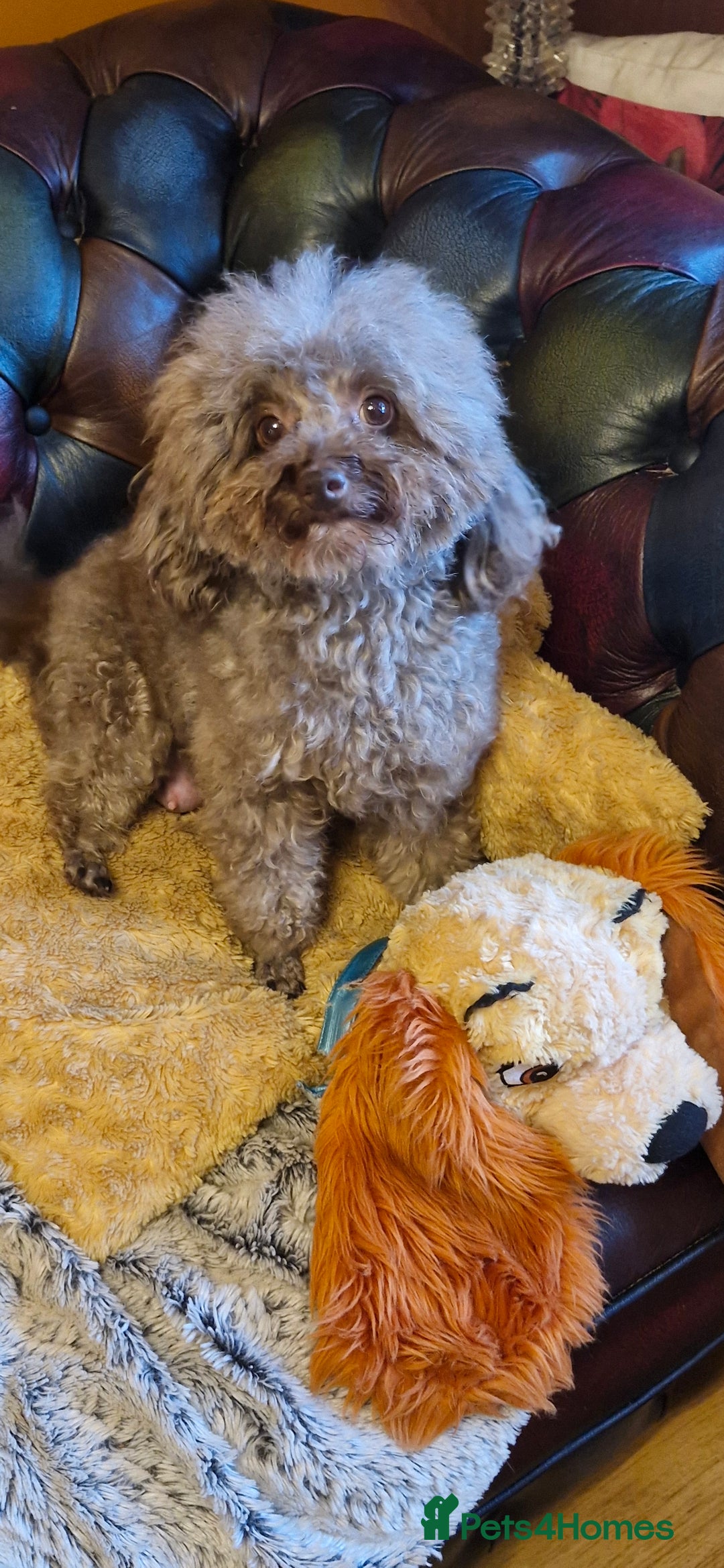 Toy Poodle dogs for sale: Gorgeous chocolate tiny toy poodles  - Image 2