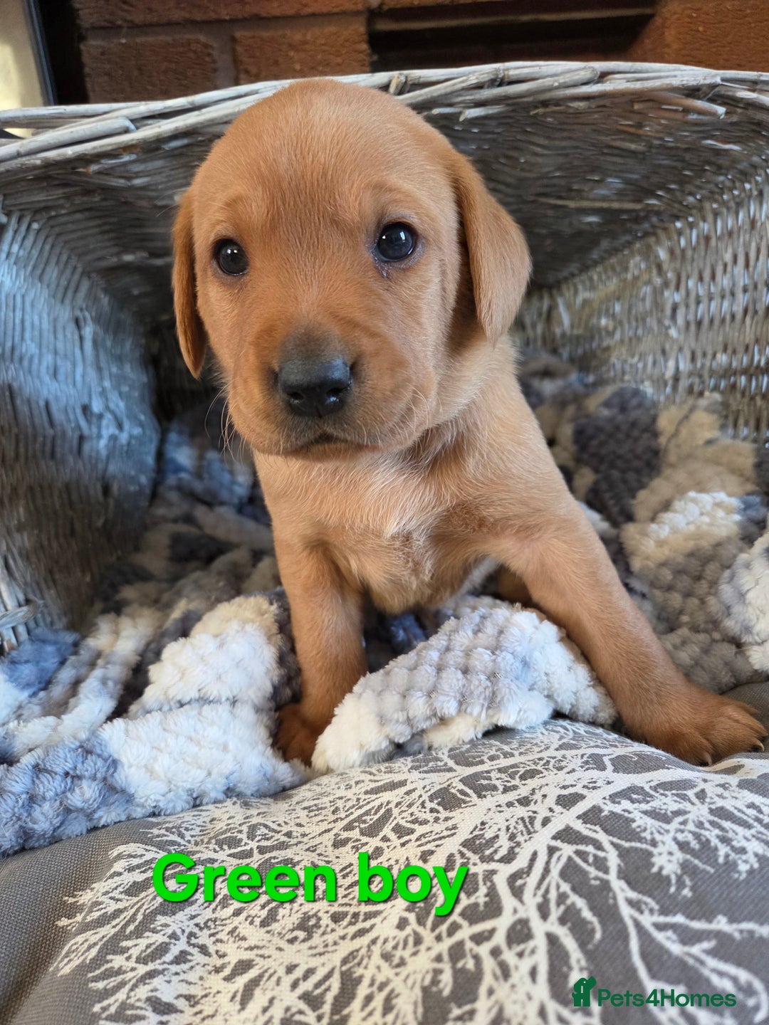 Labrador Retriever dogs for sale: Stunning Red fox labrador puppies  - Advert 30