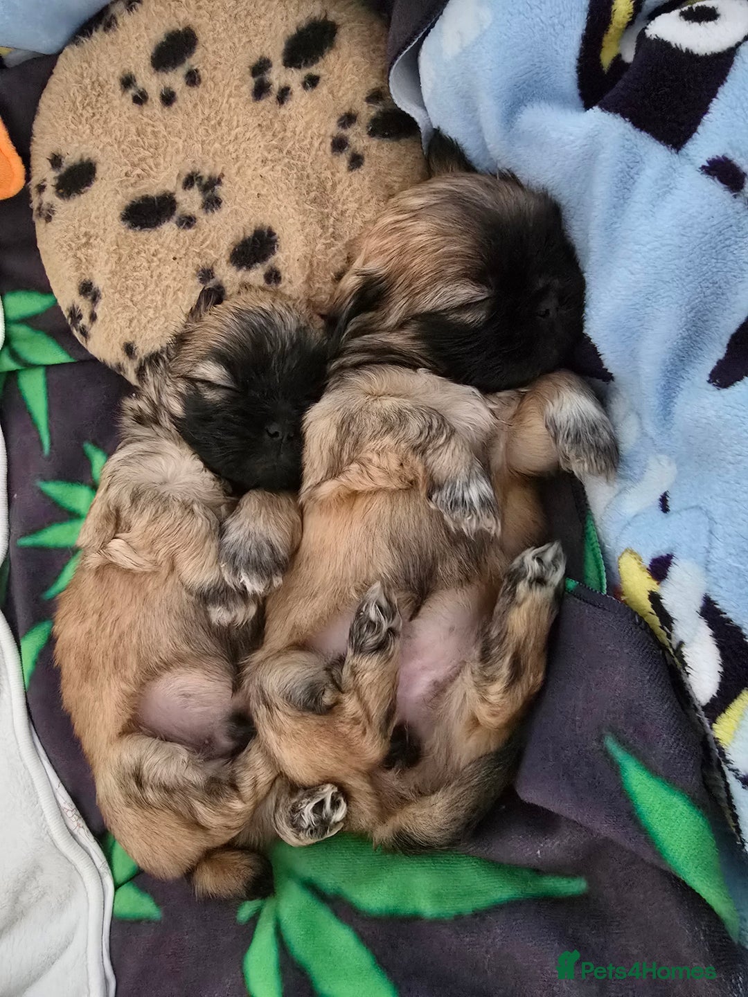 Mixed Breed dogs for sale: 5 puppies for sale - Image 8