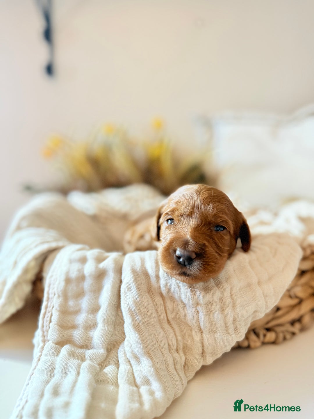 Australian Labradoodle dogs for sale: Red Australian Labradoodle Puppies - WALA Multigen - Image 7
