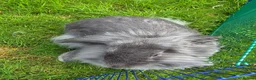 Mixed Breed rabbits for sale: For sale in Stevenston - Advert 4