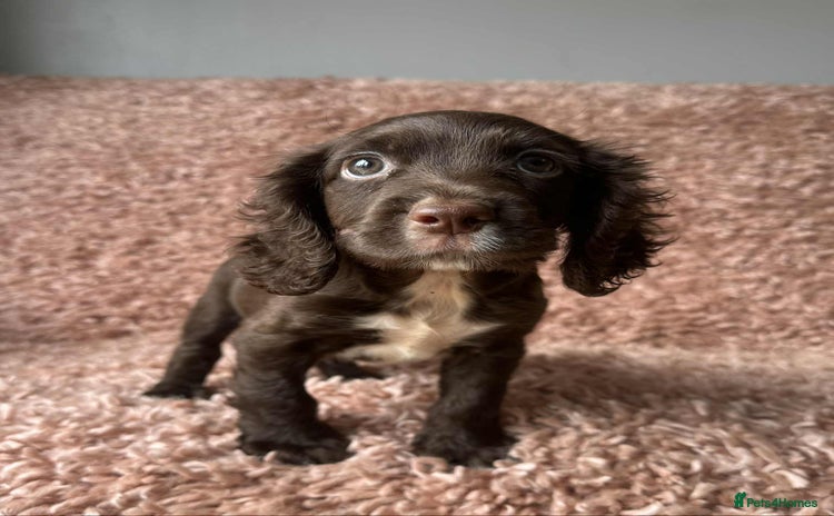 Cocker Spaniel dogs - Advert 1