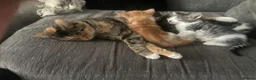 Mixed Breed cats for sale: Gorgeous kittens - Advert 7