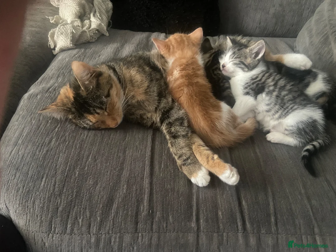 Mixed Breed cats for sale: Gorgeous kittens - Advert 7