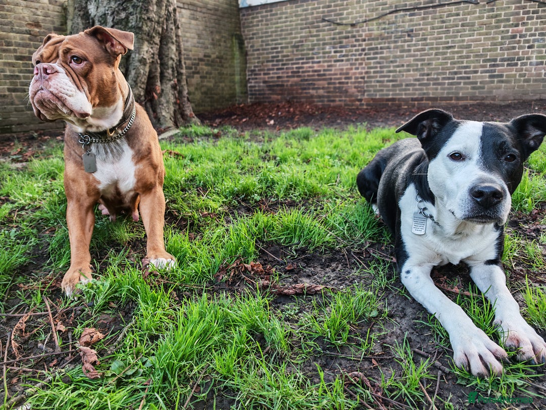 Mixed Breed dogs for sale: Olde English Bulldogge/Staffy Collie - Advert 4