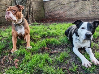 Mixed Breed dogs Olde English Bulldogge/Staffy Collie - Advert 1