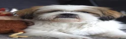 Shih Tzu dogs for stud: Handsome Shih Tzu Male Teddy Available for Stud  in Sutton - Advert 7