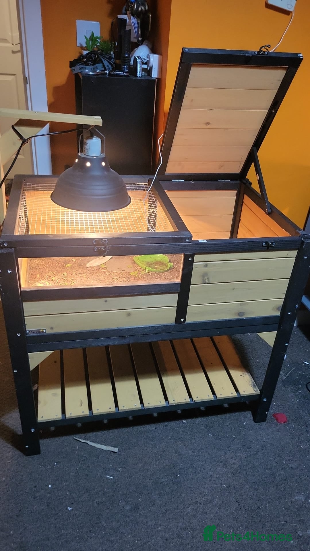 Tortoise reptiles for sale: Horsefield tortoise  - Advert 2