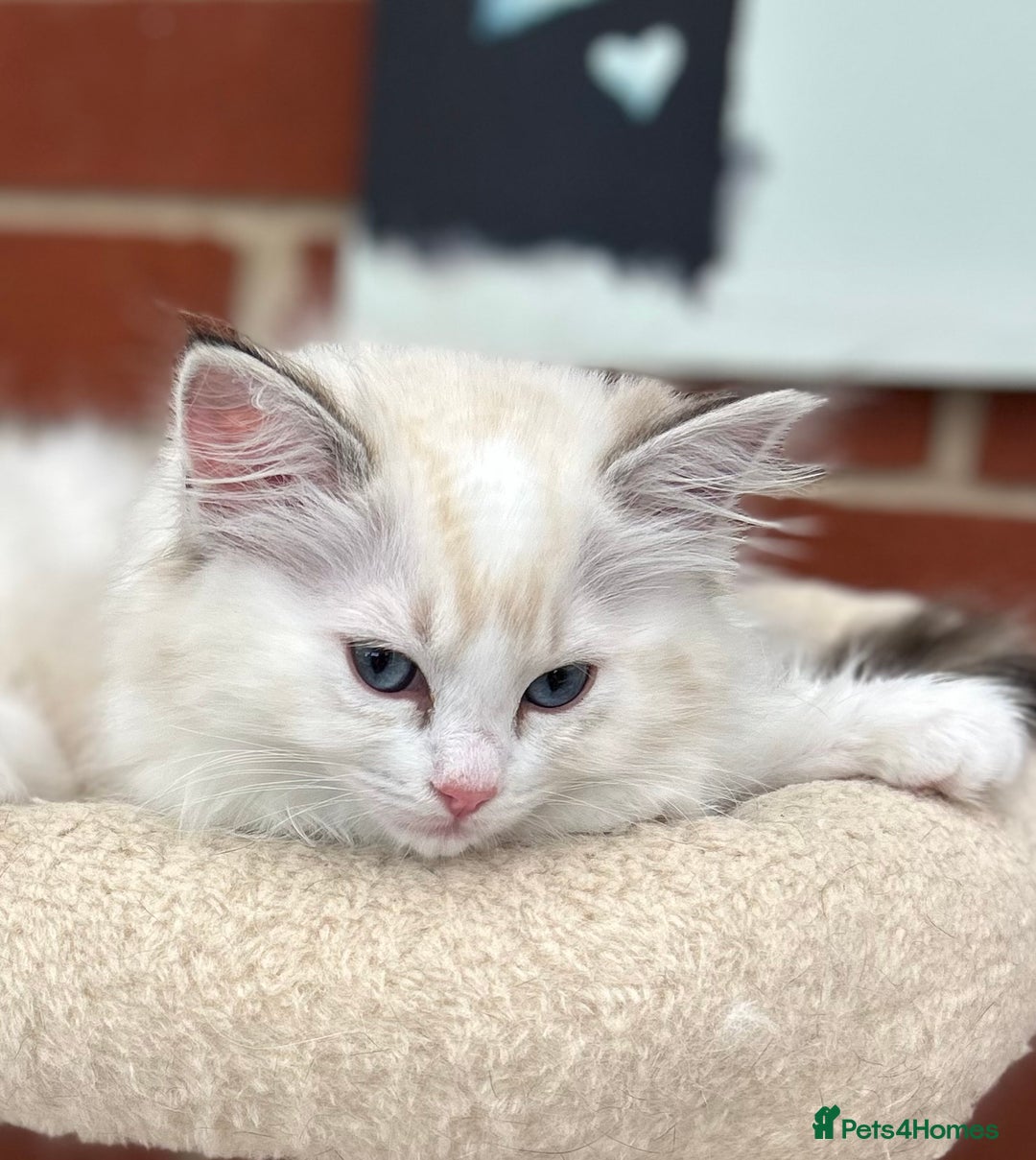 Ragdoll cats for sale: Gorgeous litter of bicolour kittens GCCF reg - Image 15