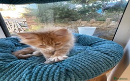 Maine Coon cats for sale: Pedigree Maine Coon kittens  - Image 5
