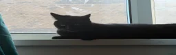 Bombay cats for sale: Black Cat Looking for an Experienced Owner - Advert 6