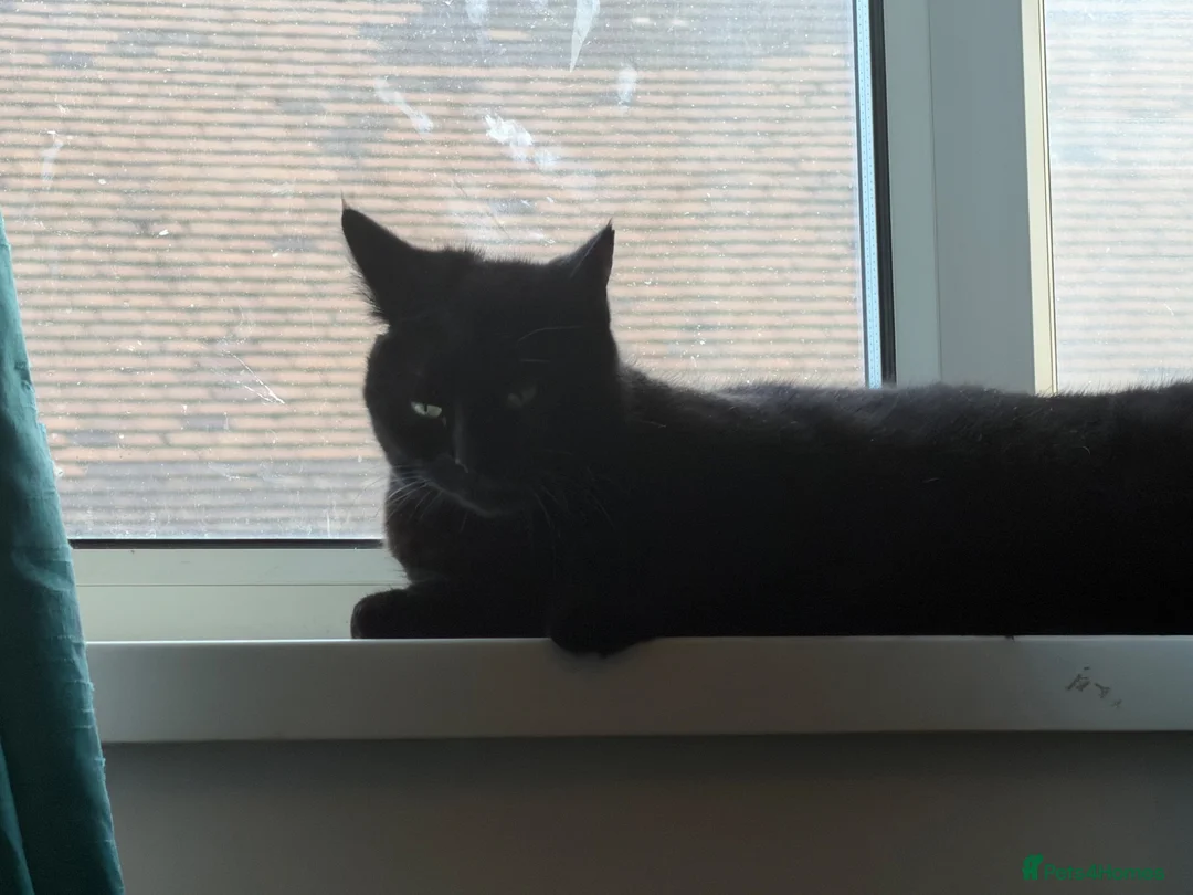 Bombay cats for sale: Black Cat Looking for an Experienced Owner - Advert 6