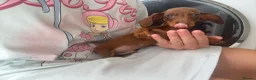 Miniature Dachshund dogs for sale: 2 beautiful mini Dachshund pups - Advert 4
