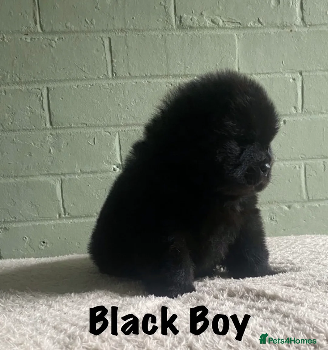 Chow Chow dogs for sale: 🌟QUALITY CHOW CHOW PUPPIES–CHAMPION BLOODLINES🌟 - Advert 8