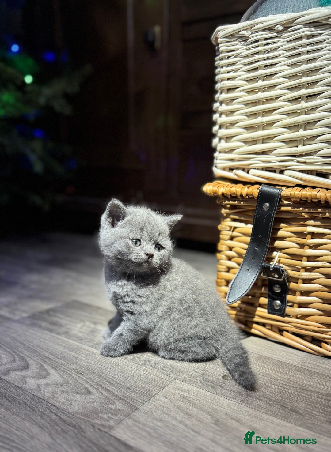 British Shorthair cats for sale: Beautiful British Shorthair Blue Kittens Available - Advert 23