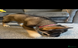German Shepherd dogs for sale: Male German shepherd puppy ready now - Image 6