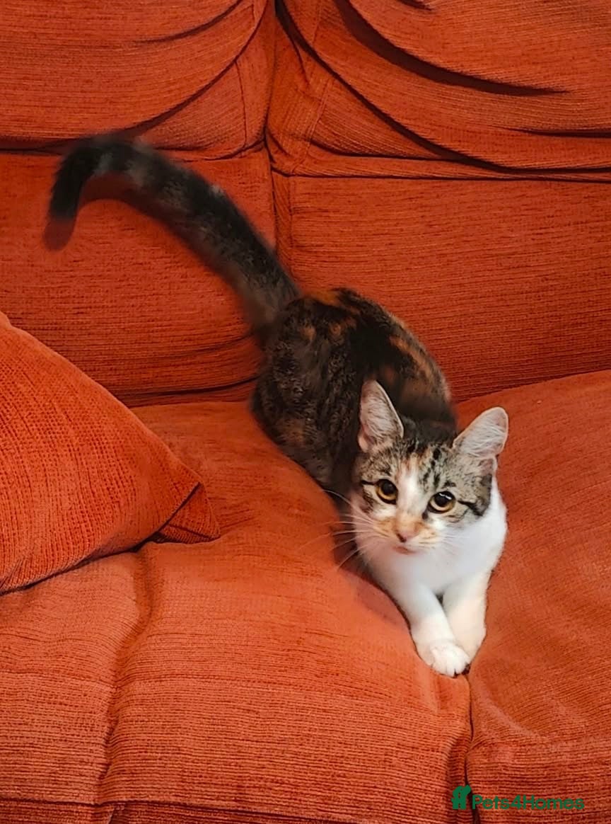 Mixed Breed cats Darcy  - Advert 2