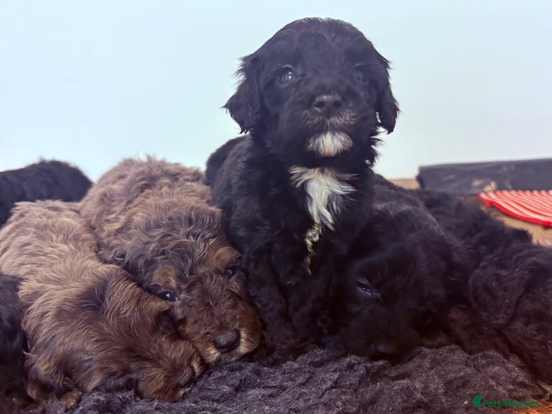 Cavapoochon dogs for sale: Rare Cavapoochons Home Raised PRA clear - Advert 30