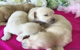 Miniature Dachshund dogs for sale: K.C Registered L/H Dachshund  - Image 6