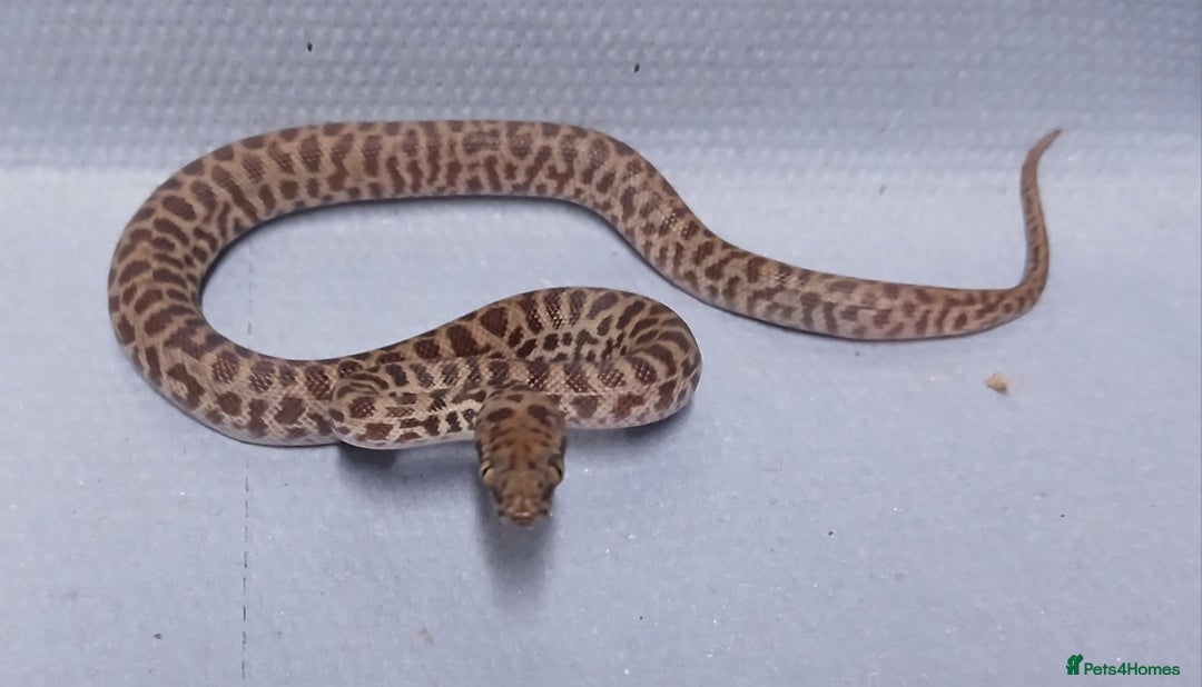 Python Snake reptiles for sale: Children's Pythons  - Image 3
