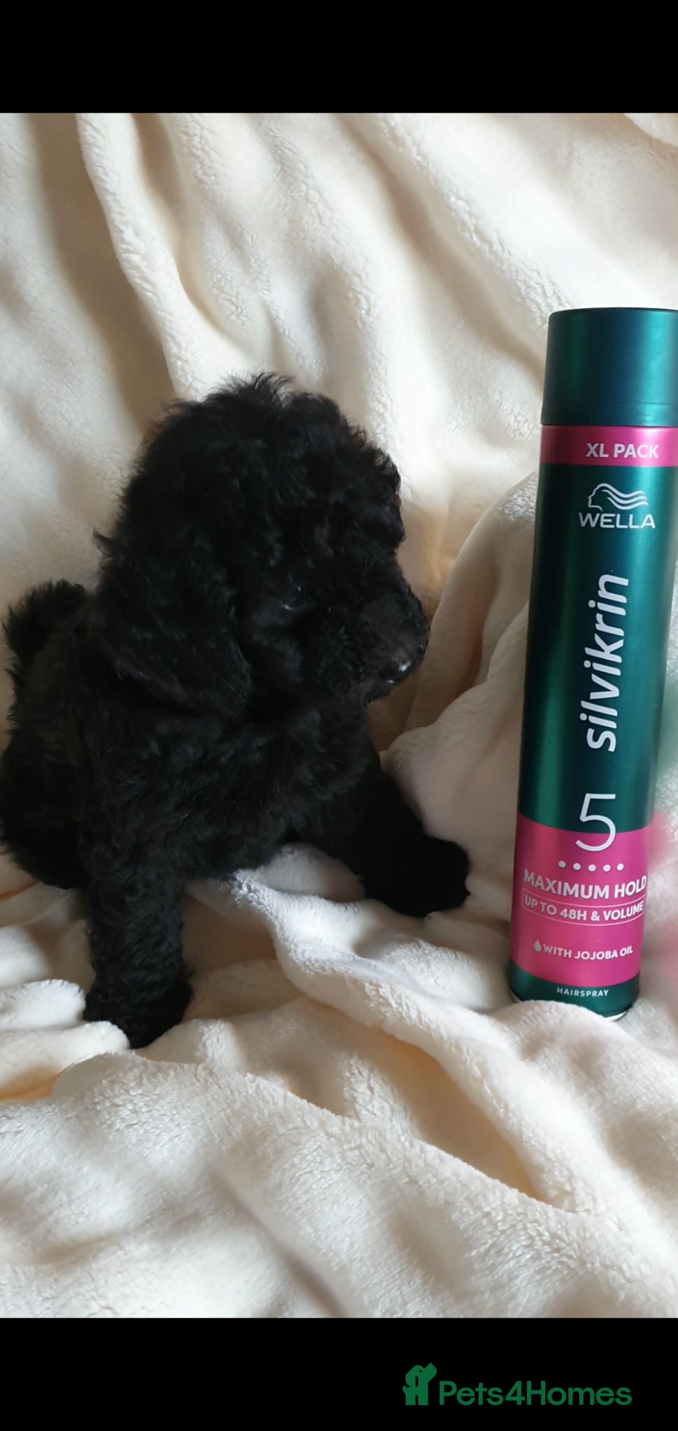 Toy Poodle dogs KC Toy Poodles red & black PRA clear READY NOW - Advert 1