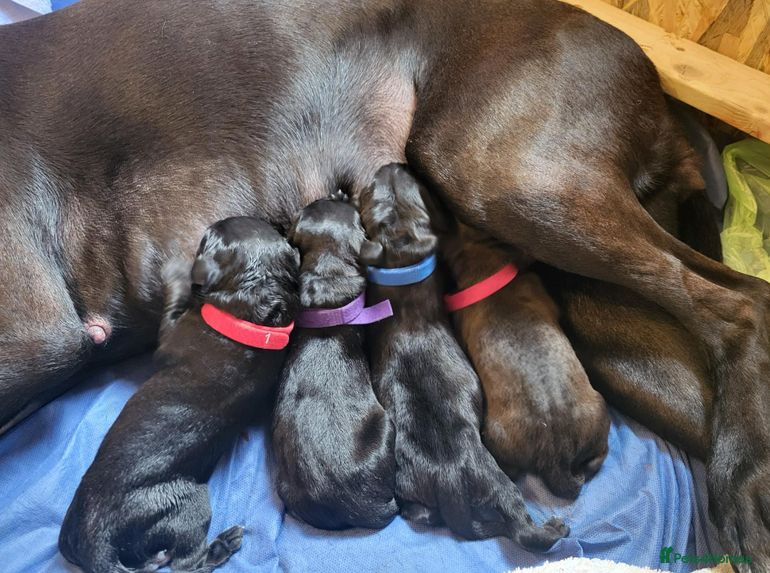 Mixed Breed dogs for sale: Alaunt type dogs - Advert 9