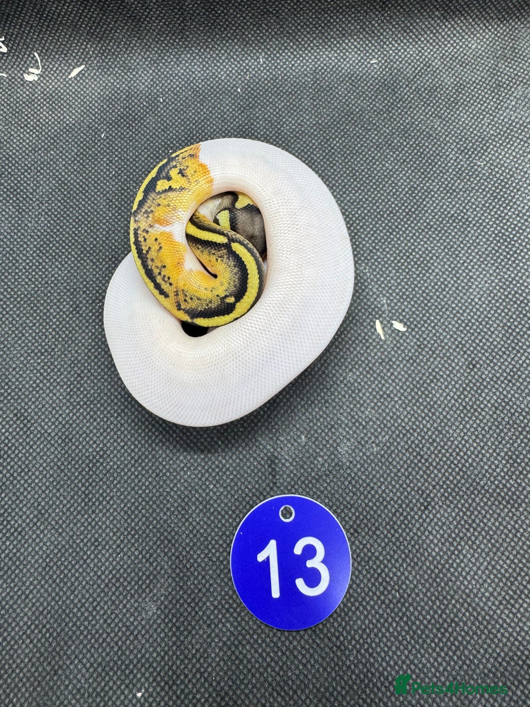 Python Snake reptiles for sale: Royal pythons from £60 - Image 8