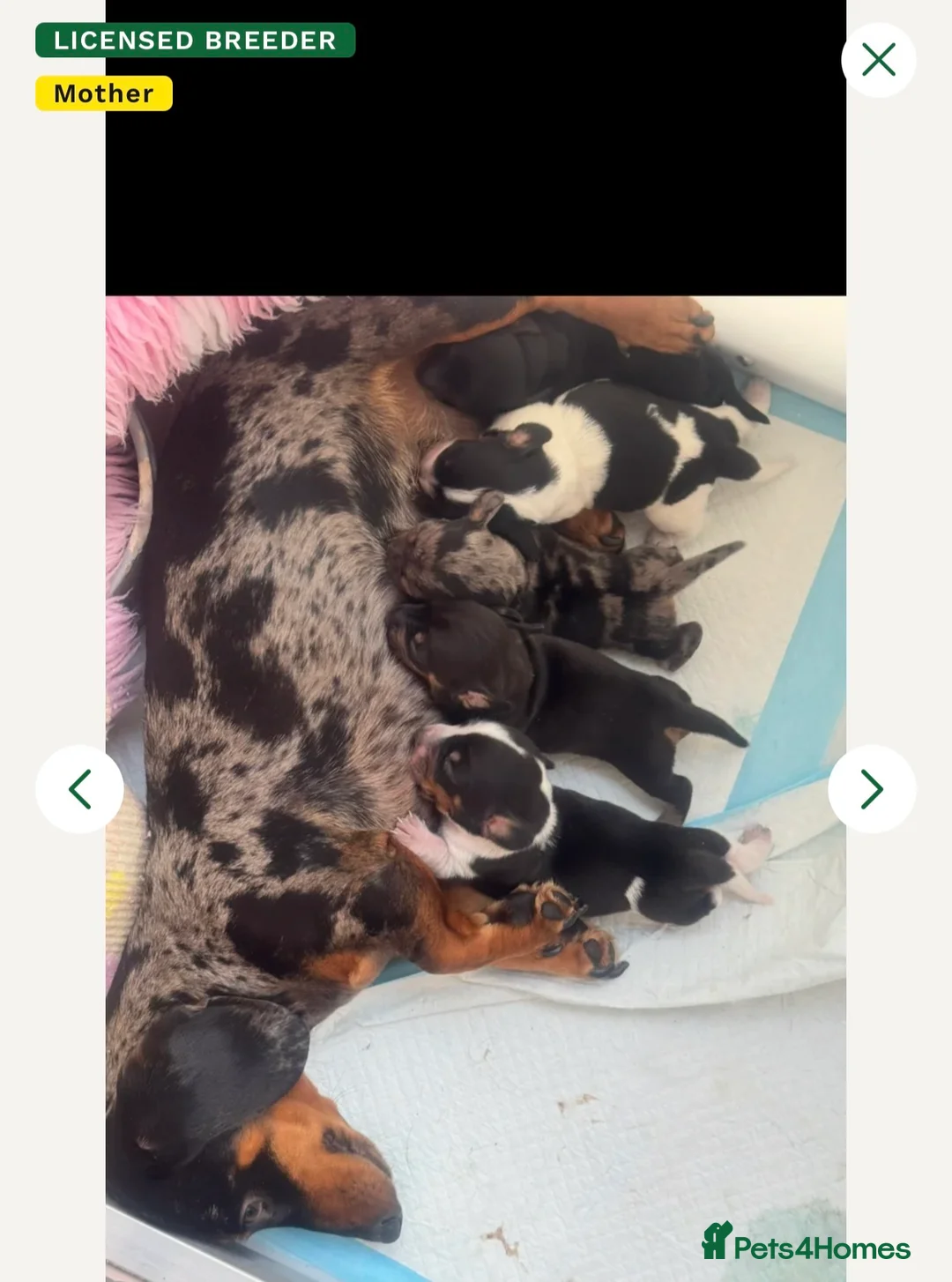 Miniature Dachshund dogs for sale: Miniature dachshund puppies  - Advert 2