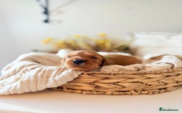 Australian Labradoodle dogs for sale: Red Australian Labradoodle Puppies - WALA Multigen - Image 4