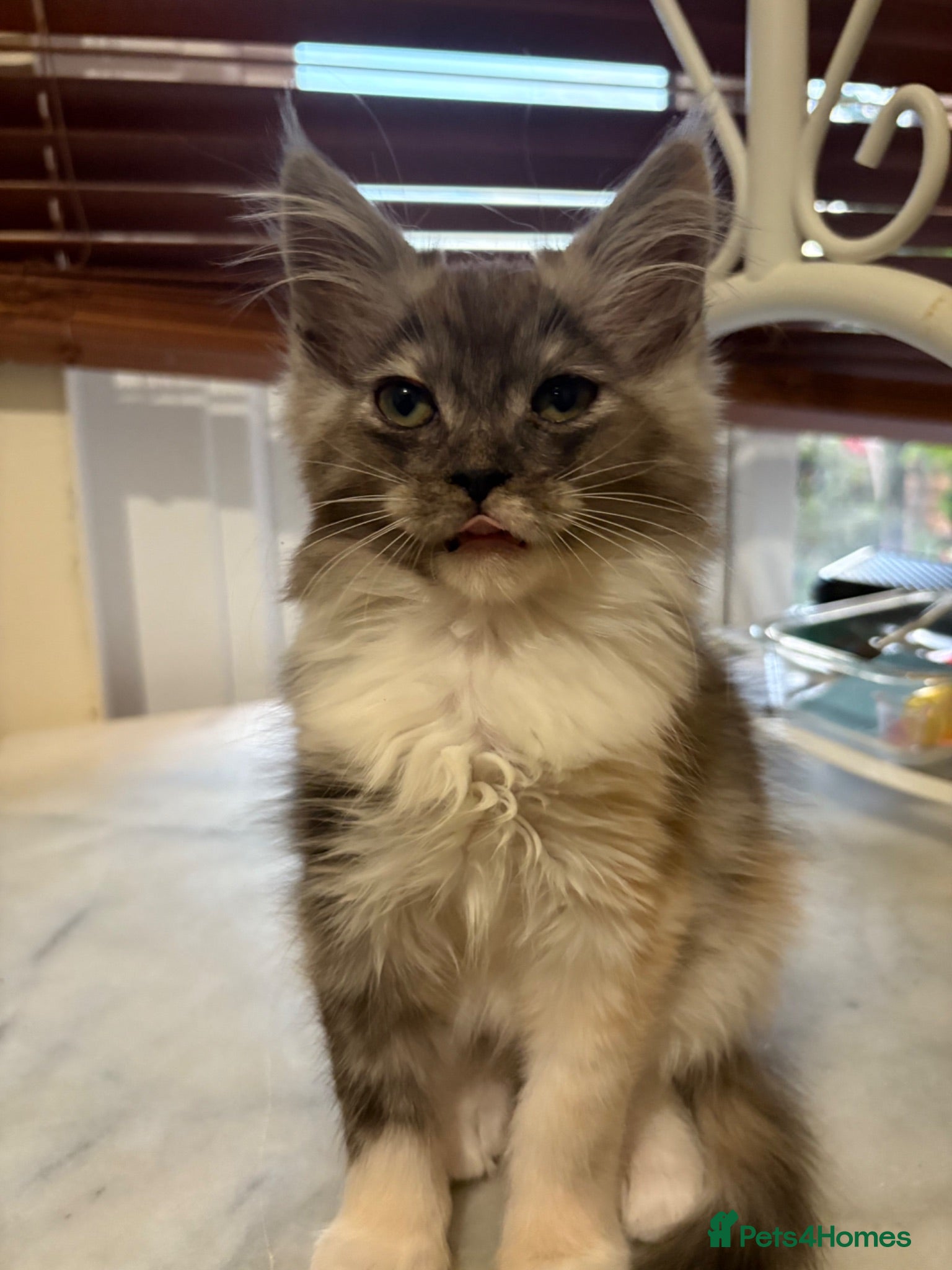 Maine Coon cats Maincoon X Ragdoll super soft kittens - Advert 1