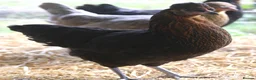 Chickens poultry for sale: Point of lay hybrid hens  - Advert 7