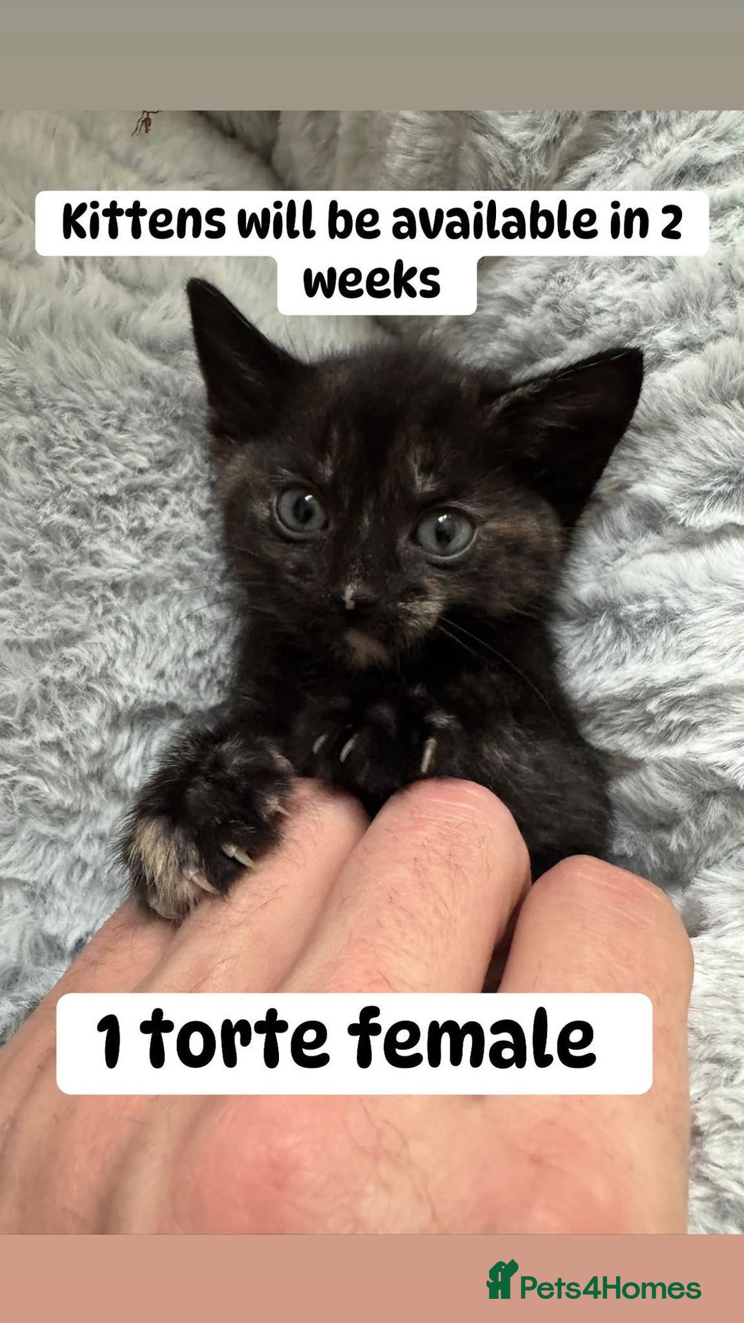 British Shorthair cats for sale: Beautiful kittens from black smoke mum  - Advert 1