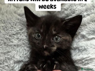 British Shorthair cats Beautiful kittens from black smoke mum - Advert 8