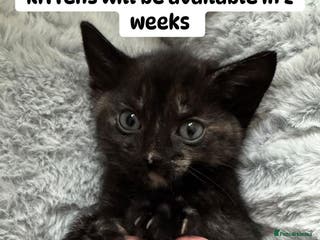 British Shorthair cats Beautiful kittens from black smoke mum - Advert 10