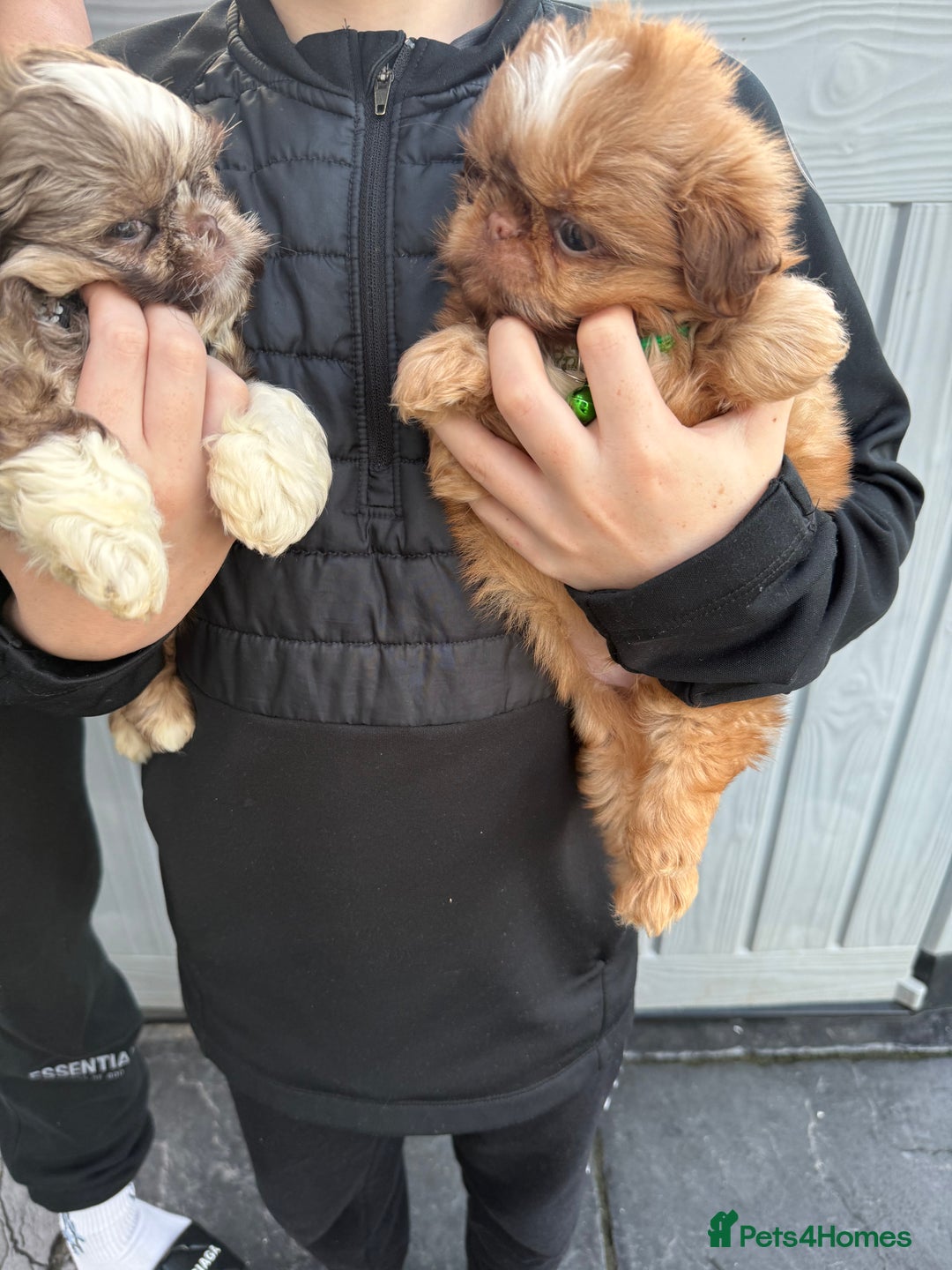 Shih Tzu dogs for sale: IMRERIAL SHIHTZU PUPPIES - Advert 10