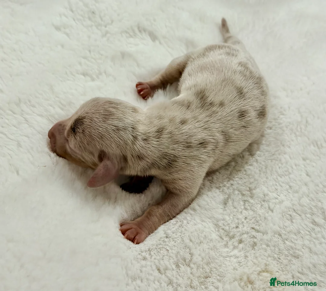 Miniature Dachshund dogs for sale: KC Miniature Female Isabella&Tan Dapple - Advert 11