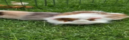 Guinea Pig rodents for sale: Two baby boy guniea pig babies for sale  in Consett - Advert 4