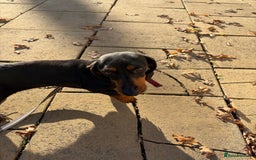 Dachshund dogs for sale: Three beautiful dachshund’s  - Advert 2