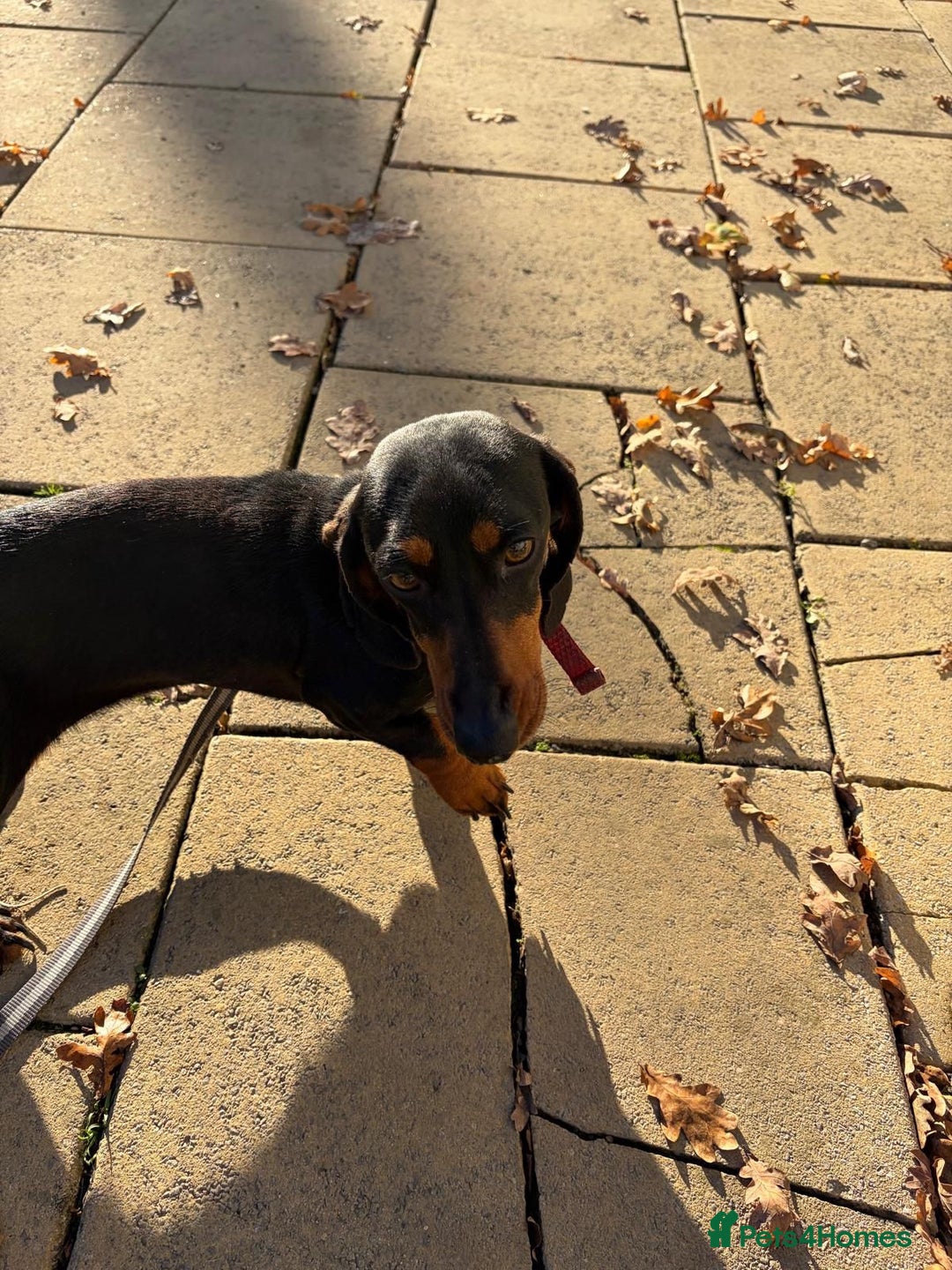 Dachshund dogs for sale: Three beautiful dachshund’s  - Advert 2