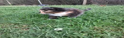 Mixed Breed cats for sale: Beautiful kittens or sale - Advert 6