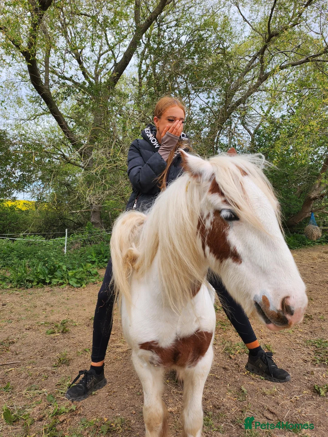 Irish Cob horses for sale: Gorgeous loving cob gelding 13hh - Advert 2